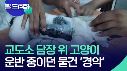 냥이는 무죄다 보석금없이 풀어줘라.