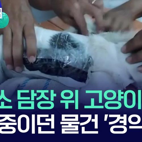 냥이는 무죄다 보석금없이 풀어줘라.