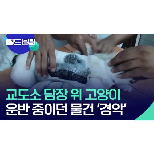 냥이는 무죄다 보석금없이 풀어줘라.